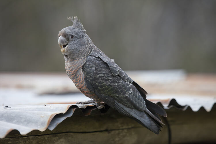 Gang-gang Cockatoo on a roof